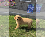 Small Photo #3 Golden Retriever Puppy For Sale in PARAGON, IN, USA
