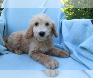 Goldendoodle (Miniature) Puppy for sale in SHILOH, OH, USA