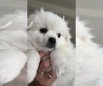 Small #2 American Eskimo Dog (Toy)