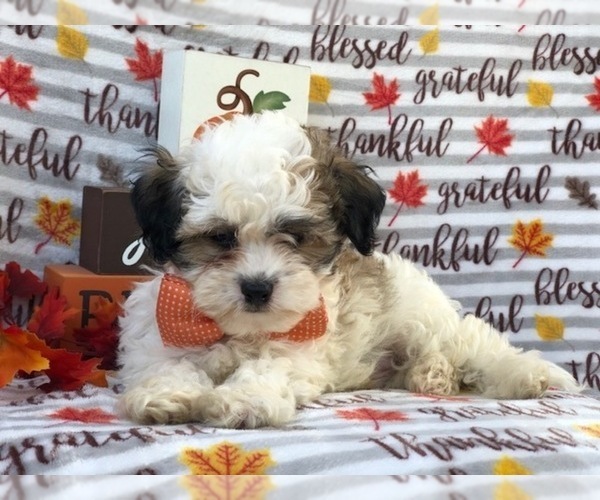 Medium Photo #9 Zuchon Puppy For Sale in LAKELAND, FL, USA