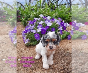 Cockapoo Puppy for Sale in SHIPSHEWANA, Indiana USA