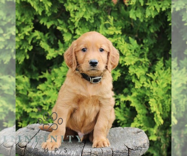 Medium Photo #5 Golden Irish Puppy For Sale in BLAIN, PA, USA