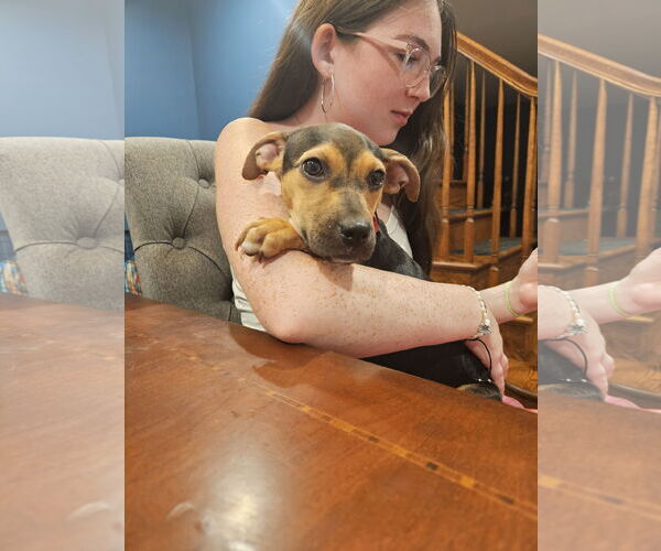 Medium Photo #3 Retriever -Unknown Mix Puppy For Sale in Woodbury, NY, USA