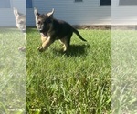 Small Photo #5 German Shepherd Dog Puppy For Sale in BRIGHTON, MO, USA