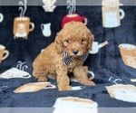 Small #6 Cavapoo (Miniature)