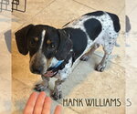 Small #18 Dachshund