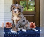 Small #1 Bernedoodle (Miniature)