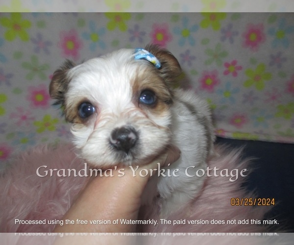 Medium Photo #2 Yorkshire Terrier Puppy For Sale in GALVA, IL, USA
