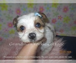 Small Photo #2 Yorkshire Terrier Puppy For Sale in GALVA, IL, USA