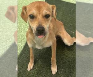 Chihuahua-Unknown Mix Dogs for adoption in Texas City, TX, USA