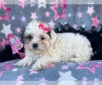 Small Photo #11 Maltipoo Puppy For Sale in LAKELAND, FL, USA