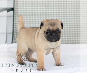 Jug Puppy for sale in EPHRATA, PA, USA