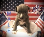 Small Photo #6 American Bully Puppy For Sale in SALEM, IL, USA