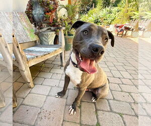 Labrador Retriever-Staffordshire Bull Terrier Mix Dogs for adoption in San Juan Capistrano, CA, USA