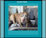 Small American Pit Bull Terrier