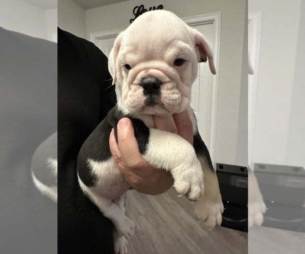 Medium Photo #6 English Bulldog Puppy For Sale in WEEKI WACHEE, FL, USA