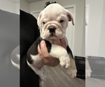 Small Photo #6 English Bulldog Puppy For Sale in WEEKI WACHEE, FL, USA