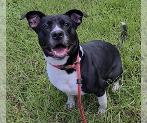 American Staffordshire Terrier Dogs for adoption in Fort Lauderdale, FL, USA