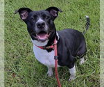 Small American Staffordshire Terrier