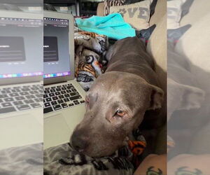 Bunny - Adopt Me! - Female American Staffordshire Terrier-Unknown Mix Dog for Adoption - Photo #6