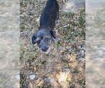 Small Chihuahua Mix