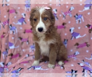 Aussiedoodle Miniature Puppy for sale in LAKELAND, FL, USA