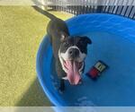 Small #2 American Pit Bull Terrier