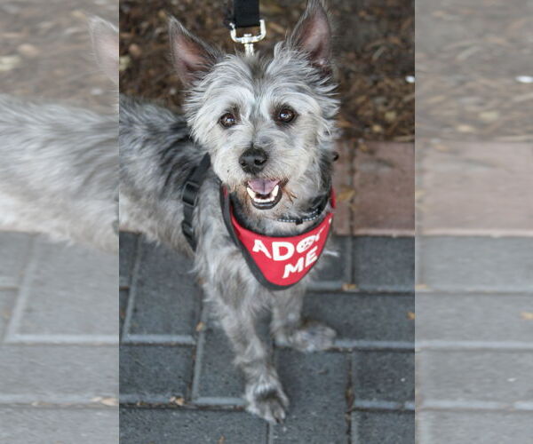 Medium Photo #5 Cairn Terrier-Miniature Schnauzer Mix Puppy For Sale in Mission Viejo, CA, USA