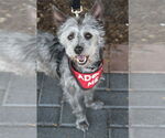 Small #4 Cairn Terrier-Miniature Schnauzer Mix