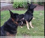 Small Photo #1 German Shepherd Dog Puppy For Sale in GAMBRILLS, MD, USA