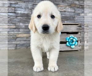 English Cream Golden Retriever Puppy for sale in COVINA, CA, USA