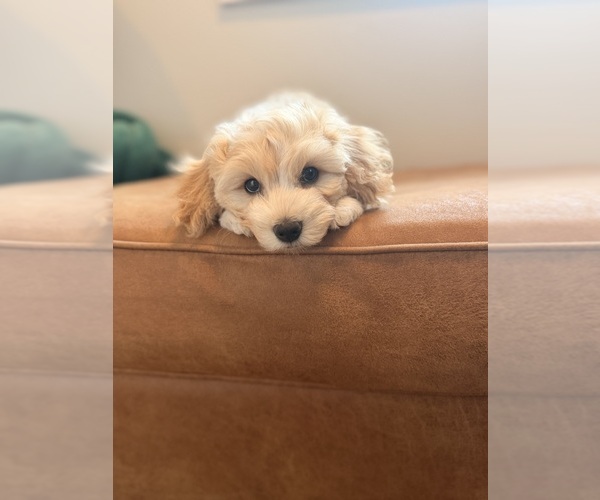 Medium Photo #2 Cavapoochon (Miniature) Puppy For Sale in RIDGEFIELD, WA, USA