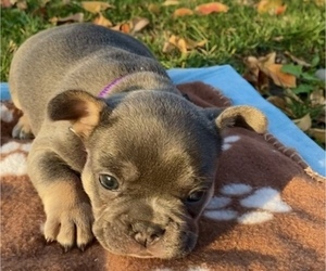 French Bulldog Puppy for sale in HEMET, CA, USA