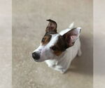 Small #4 Jack Russell Terrier