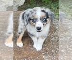 Small Photo #3 Miniature Australian Shepherd Puppy For Sale in ONEONTA, AL, USA