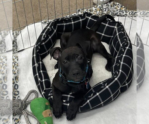 Medium Photo #4 Mutt Puppy For Sale in Rochester, NY, USA