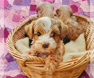 Yorkipoo Puppy for sale in PASADENA, CA, USA