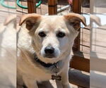 Small #2 Labrador Retriever Mix
