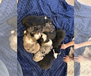 Australian Shepherd Litter for sale in NACOGDOCHES, TX, USA