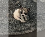 Small #4 French Bulldog