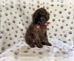 Small #3 ShihPoo