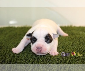 American Bully Puppy for Sale in BALTIMORE, Maryland USA