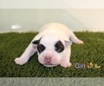 Small Photo #1 American Bully Puppy For Sale in BALTIMORE, MD, USA