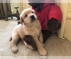 Golden Retriever Puppy for sale in WORCESTER, MA, USA