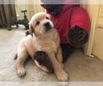 Small Photo #1 Golden Retriever Puppy For Sale in WORCESTER, MA, USA