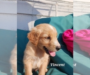 English Cream Golden Retriever-Newfoundland Mix Puppy for sale in SHEBOYGAN FALLS, WI, USA