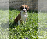 Small Photo #3 Boxer Puppy For Sale in CHICAGO, IL, USA