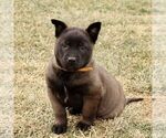 Small #2 Belgian Malinois
