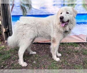 Drake - Male Great Pyrenees Dog for Adoption - Photo #10