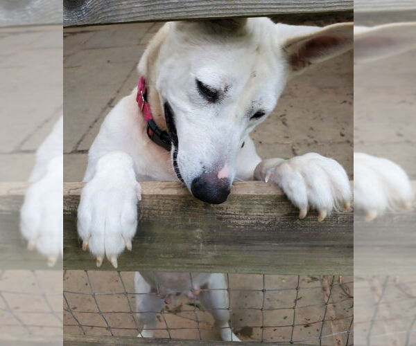 Medium Photo #9 Bull Terrier-Huskies  Mix Puppy For Sale in Winston Salem, NC, USA